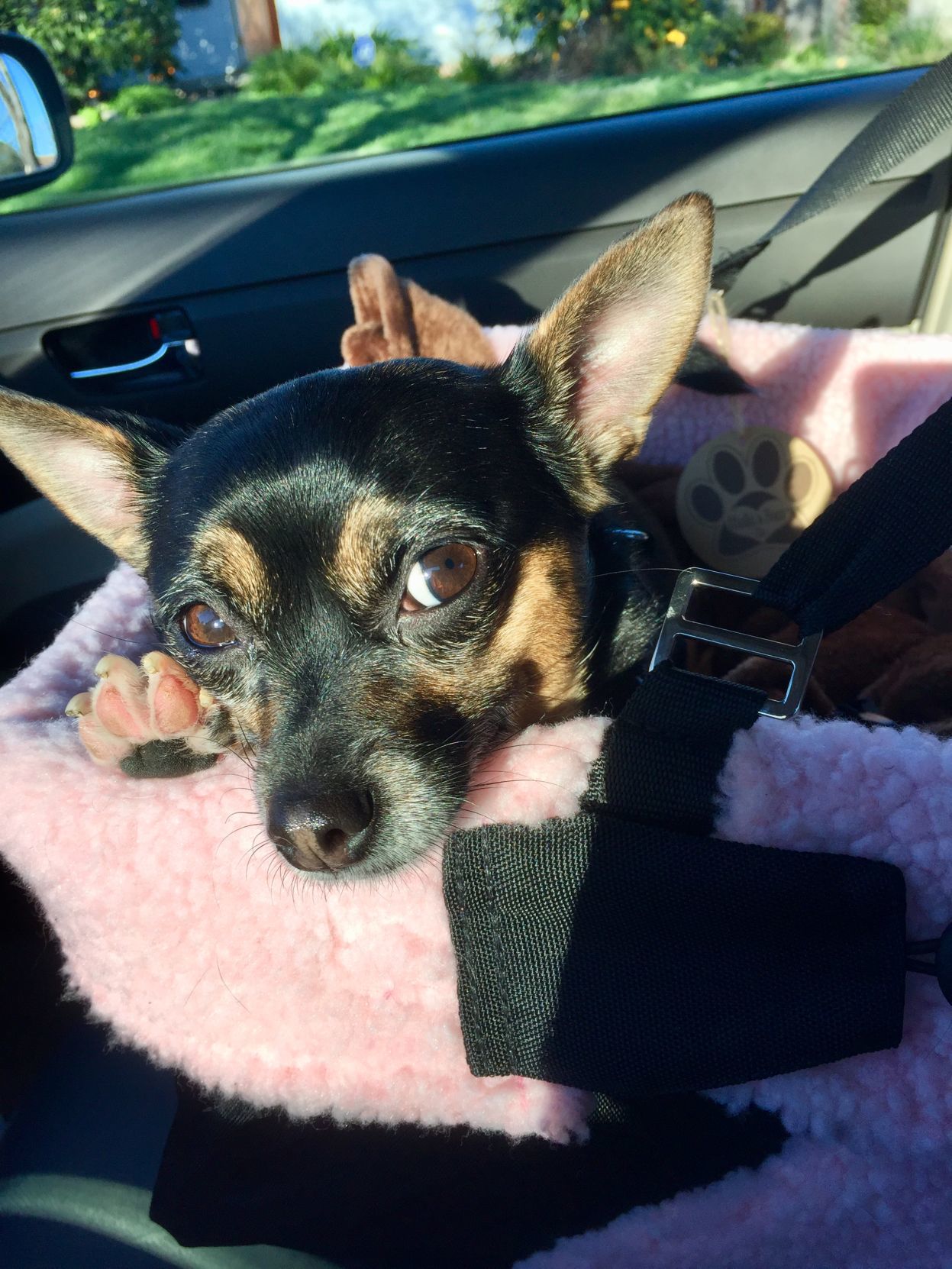 Pic of the Litter: Chi-Wubby